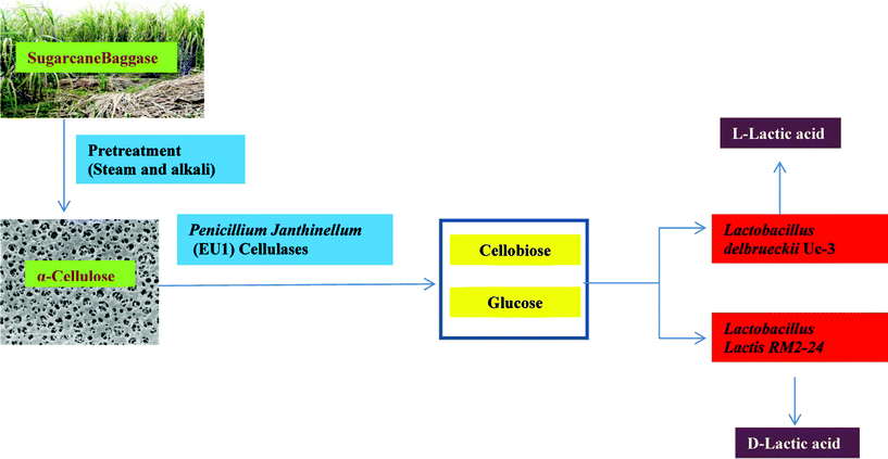 Biomass utilization through improved strains for lactic acid production using the SSAF approach. Sugarcane baggase derived cellulose is used as a substrate for lactic acid production. The cellulose is further hydrolyzed to simple sugars using cellulase produced by P. janthinellum (EU1). These sugars are diverted to produce d- and l-lactic acid by L. lactis RM2-24 and L. delbrueckii Uc3 using the SSAF process.