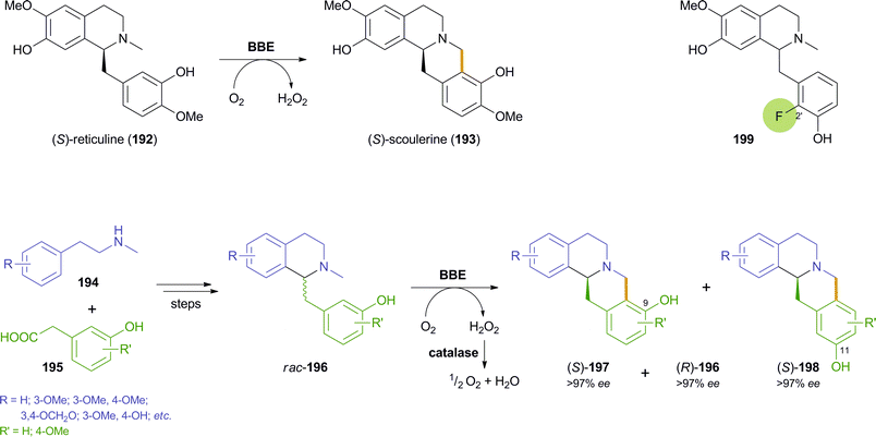 Oxidative cyclisation of (S)-reticuline 192 catalysed by BBE, application of BBE in the chemo-enzymatic asymmetric synthesis of (S)-berbines 197 and (R)-benzylisoquinolines 196via kinetic resolution, and example of a substrate 199 that is cyclised to an 11-hydroxyberbine by BBE.