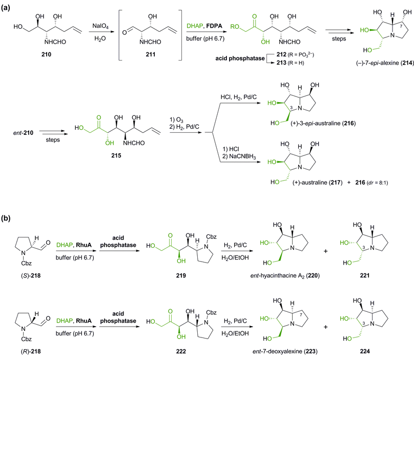 Aldolase-catalysed C–C bond formation in the synthesis of pyrrolizidine alkaloids: (a) chemo-enzymatic preparation of (−)-7-epi-alexine (214), (+)-3-epi-australine (216), and (+)-australine (217) using d-fructose-1,6-diphosphate aldolase (FDPA), and (b) chemo-enzymatic preparation of hyacinthacine isomers 220, 221, 223 and 224 using l-rhamnulose-1-phosphate aldolase (RhuA).