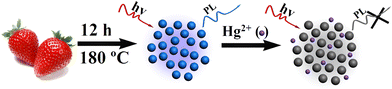 Schematic illustration of the preparation process for the FNCPs and their application for Hg2+ detection.