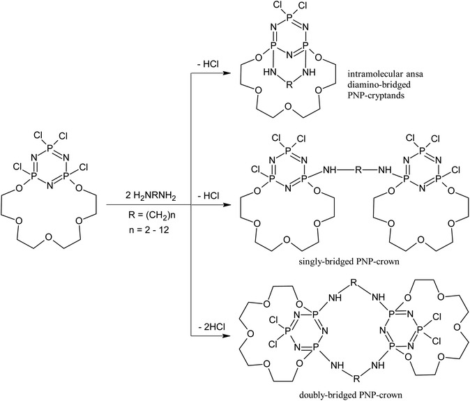 Polymacrocyclic structures formed in the reaction of chlorocyclophosphazenes with diamines.