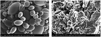 SEM micrograph (magnification × 800) of (a) dextrin, (b) Dxt-g-p(HEMA) 5 hydrogel.