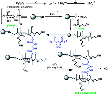 Schematic representation of the synthesis of Dxt-g-p(HEMA) hydrogel.