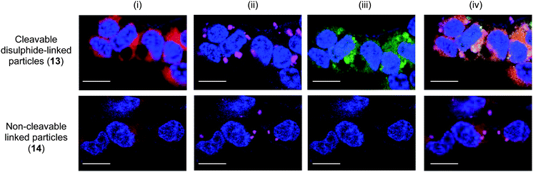 Confocal fluorescence microscopy images of HEK293T cells following incubation with cytosol targeted probe 13 and non-cleavable control probe 14 (50 μg mL−1). (i) Blue = nucleus stain Hoechst 33342 (λex = 404 nm), red = cytoplasm stain celltracker red CMTPX (λex = 594 nm); (ii) blue = nucleus stain, magenta = Cy5-labeled particles (λex = 633 nm); (iii) blue = nucleus stain, green = released fluorescein (λex = 488 nm); (iv) overlay. Scale bar: 50 μm.