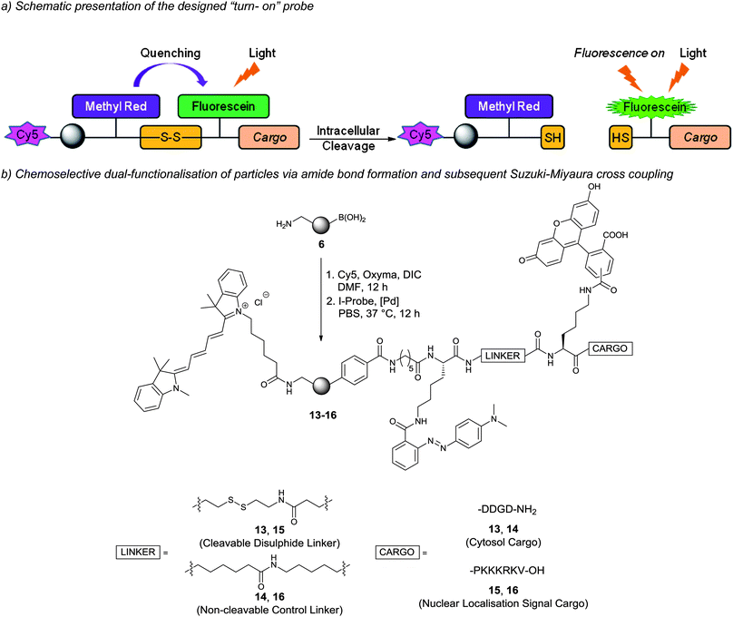 Dual-functionalised particles and intracellular fluorescein release: (a) probe design and the mechanism of intracellular cargo release and fluorescence “turn-on”; (b) dual-functionalisation of particles by conjugation of Cy5 via amide formation and subsequent Suzuki–Miyaura cross-coupling of iodo-aryl probes onto particles. 13 = cytosol targeted probe and 15 = nucleus targeted probe (14 and 16 are negative control probes with non-cleavable linkages).