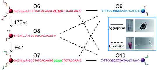 Controlling the assembly of DNA-functionalized gold nanoparticles via cascade-mediated modification of the DNA sequences. The solid and dashed lines indicate the successful and unsuccessful formation of aggregates, respectively. The inset shows the assembly of AuNPs modified with the complementary strands O6 and O9 (top) and the lack of assembly between AuNPs modified with noncomplementary strands O9 and O7 (obtained by treating O6-functionalized AuNPs with 17Em2 and E47) (bottom).