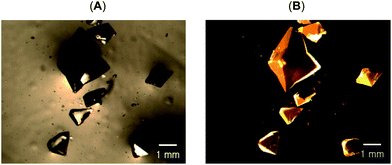 Photographs of crystals of solvate-free Au2(μ-dppe)2(μ-I)2 (4) under (A) ambient light and (B) under UV light.