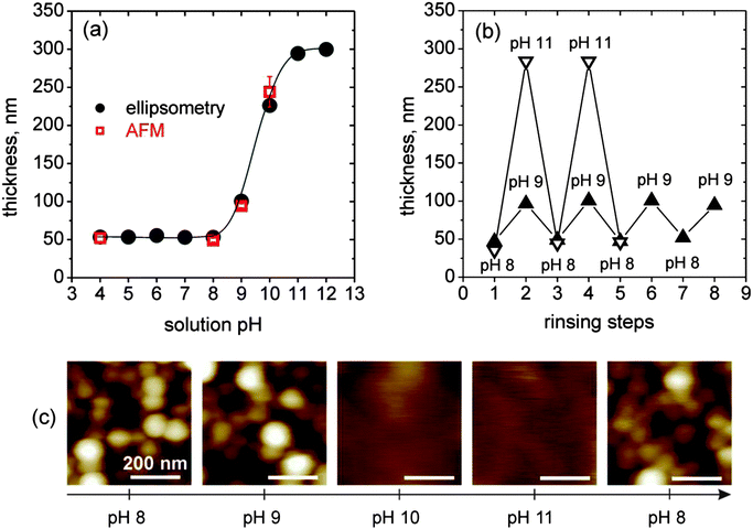 
            In situ measurements of the ellipsometric thickness (●) and liquid cell AFM height difference at a scratch () of (BMAADq/PSS)3vs. the solution pH (a), in situ ellipsometry measurements of reversible pH-triggered swelling and contraction of (BMAADq/PSS)3 film (b) and corresponding 500 nm × 500 nm AFM height images (color equates to z = 0–100 nm) in water at different pH values (c).