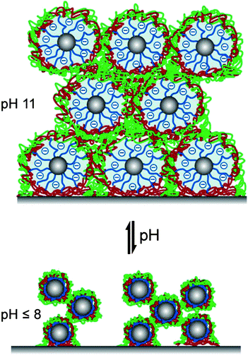 Proposed schematic illustration of reversible pH-triggered swelling and contraction of BMAADq/PSS multilayers.