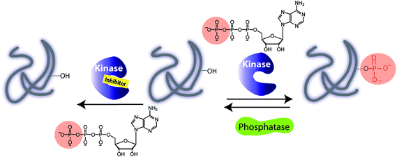 Illustration of a kinase catalyzed phosphorylation of protein substrate in the absence and presence of an inhibitor. A phosphorylation is carried out with adenosine triphosphate (ATP) and a protein kinase. A dephosphorylation by a protein phosphatase leads to removal of a phosphate group and regeneration of a protein.