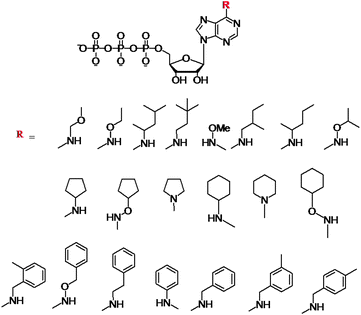 Structures of the N6-modified ATP derivatives showing the variety of R substituents.