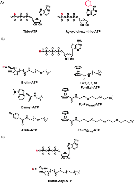 Structures of the γ-modified ATP derivatives: (A) Thio-based ATP, (B) phosphoamide ATP, and (C) phosphoacyl ATP.