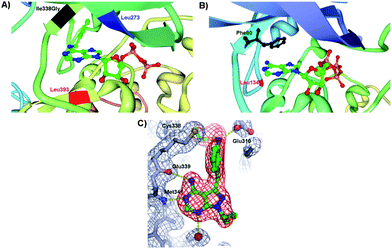 (A) Insight view of mutated v-Src and N6-(benzyl) ADP showing the projection of benzyl ring of the cosubstrate into a kinase pocket and the interactions with the key amino acid residues: Ile338Gly (highlighted in black), Leu273 (highlighted in blue) and Leu393 (highlighted in red) (PDB 1ksw).14,17 (B) Enlargement of the hydrophobic pocket in CDK2 containing the ATP and the key amino acid residues Phe80 (highlighted in black) and Leu134 (highlighted in red) (PDB 1hck).18 (C) Crystal structure of pyrazolopyrimidine inhibitor covalently attached to Thr338Cys c-Src protein kinase. The points of contact of interest are labeled.