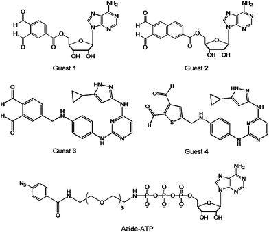 Structures of the cross-linking guests o-phthaldialdehydebenzoyl adenosine (Guest 1), naphthalene-2,3-dicarboxaldehyde adenosine (Guest 2), aminopyrazole o-phthaldialdehydebenzoyl (Guest 3), aminopyrazole thiophene-2,3-dicarboxyaldehyde (Guest 4), and azide-ATP.