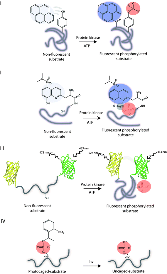 Illustration of the substrate biosensor types: I – phosphorylation results in a self-healing fluorescent substrate. II – guest binding to the fluorescent phosphorylated substrate. III – phosphorylation results in the conformational change of substrate and FRET. IV – UV irradiation of the photocleavable caged phosphorylated substrate yields an uncaged phosphorylated substrate.