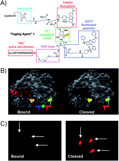 (A) Structure of the Caging Agent 1 which contains protein-directing peptide (PK1), PEG linker, fluorophore (TAMRA) and quencher (QSY7) separated by a photolabile spacer (PL). The electrophilic group serves as the point of attachment to the Cys343 site of the catalytic subunit of PKA. (B) Caging Agent 1 bound to active site of PKA (left) and the cleaved subunit (right). Q = quencher, F = fluorophore. (C) Fluorescence images of microinjected REF52 cells with PKA construct in the “bound” form and after photolysis.76