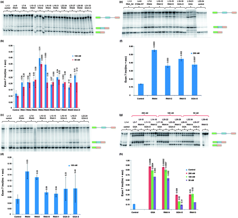 Assays in triplicate of splicing of SMN2 exon 7 in the presence of RNAs 1–14. Splicing reactions were incubated for 2 hours and products separated by denaturing gel electrophoresis. The ONs used are shown above the lanes (a, c, d and g). The proportion of exon 7 inclusion for each set of reactions is shown (b, e, f, and h). (a and b) RNAs 1–9 at 50 and 100 nM; (c and d), RNAs 10 and 11 at 100 nM; (e and f), RNAs 12 and 13 at 200 nM; (g and h), RNAs 13 and 14 at 50, 100 and 200 nM. The numbers above the bars in the charts show the probability by Student's t-test that the results could have been obtained from the same population as the control results. L = lane.