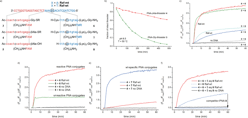 (a) DNA templates and PNA conjugates. (b) Hydrolysis of PNA-Gly-thioester 3 and PNA-βAla-thioester 4 at pH 8.5 and 50 °C (2 μM thioester, 100 mM NaH2PO4). Relative increase of FRET signal during (c) reaction of 3 or 4 with mt-specific TMR-labeled Cys-PNA 6 compared with (d) adjacent hybridization of unreactive pair 5 + 6; or the reaction of (e) wt-specific pair 4 + 7 and f) 4 + 6 in presence of 5 eq. competitor-PNA 8 (λex. = 470 nm, λem. = 523 nm (FAM), 585 nm (TMR), 1 μM PNA conjugates, 1 μM DNA template when added, 10 mM NaH2PO4, 150 mM NaCl, 10 mM MESNA, pH 7.4, 50 °C, R = (CH2)2SO3H).