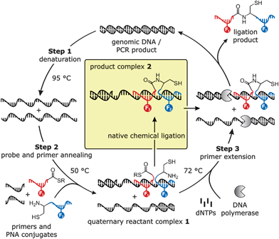 DNA templated native chemical ligation during PCR (F1 = FAM, F2 = TMR).