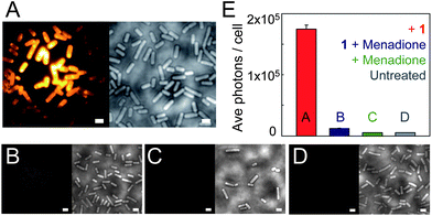 (A) B. subtilis incubated with 5 μM of 1. Left image: average fluorescence; right image: corresponding white light image of cells. All cells become fluorescent; cells in the center are brighter because the laser excitation spot is more intense in the center. Images in the controls (B)–(D) are structured similarly: left image is average fluorescence at same contrast scale as (A), and right image is corresponding white light image. (B) B. subtilis incubated with both 1 (5 μM) and menadione (0.2 mM), showing a dramatic fluorescence reduction. The images in (C) show cells incubated with only menadione, and part (D) shows untreated B. subtilis. (E) Quantification of number of photons detected per cell (∼300 cells per condition) for each case. All scale bars are 2 μm, imaging intensity is 2.5 kW cm−2. All conditions were incubated for 30 minutes. For more details on incubation and imaging conditions, see ESI.