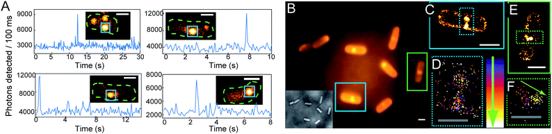 (A) Representative SM emission traces of enzymatically generated fluorophores in B. subtilis showing photons detected per 100 ms bin vs. time. For each graph, the inset is a single imaging frame from the specific B. subtilis cell (cell outline in dashed green, SM plotted is in blue box). (B) DL average image of 3000 frames (24 s) of B. subtilis incubated with 1 and corresponding white light image (inset). (C) SR reconstruction (average 17.9 ± 0.3 nm statistical precision) from the cell boxed in blue with both membrane localizations and punctate spots (blue dashed) consisting of many overlapping localizations. (D) Temporal progression of the localizations in the punctate spots, with early localizations colored purple, and later localizations colored white. The lack of temporal progression in the localizations suggests that these punctate spots correspond to the fluorescent cloud generated by two relatively stationary enzymes. (E) SR reconstruction from the green-boxed cell. (F) Temporal progression of localizations in the green dashed box of (E) showing a defined temporal progression with later localizations toward the center of the cell (shown by arrow), suggesting that this punctate spot is a single enzyme diffusing on the time scale of our experiment. Scale bars: 1 μm except 0.5 μm in (D and F). For more details on incubation, imaging, fitting, and display conditions, see the ESI.