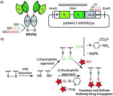 Construction of traceless, chemically defined tumor vascular targeting ADCs. (a) Schematic representation of the SIP antibody fragment and the domain arrangement when cloned in a pcDNA3.1 vector. Three variants were produced with 2, 5 or 7 extra amino acids before the C-terminal cysteine. The F8 antibody is specific to the EDA domain of human and murine fibronectin. (b) Illustration for the generation of homogenous mixed disulfide ADCs by (i) an electrophilic approach, where the cysteine on the antibody is activated with Ellman's reagent or phenylselenenyl bromide prior to conjugation with a thiol drug, and (ii) a nucleophilic approach, where the cysteine acts as a nucleophile.