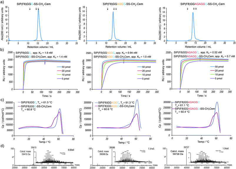 Analytical characterization of the vascular targeting ADC variants SIP(F8)GGC-SS-CH2Cem, SIP(F8)GGAGGC-SS-CH2Cem and SIP(F8)GGAGAGGC-SS-CH2Cem. (a) Gel-filtration analysis of purified ADCs. The peaks eluting at a retention volume of 14 to 15 mL correspond to the noncovalent homodimeric form of the ADCs. Arrows indicate standard proteins (11 mL: ferritin 440 kDa; 14.1 mL: BSA 67 kDa; 15.4 mL: β-lactoglobulin 35 kDa). (b) The apparent KD values were determined by Biacore analysis of purified ADCs towards recombinant 11A12 domains of fibronectin. (c) Differential scanning calorimetry of purified antibody and ADCs. The melting temperature of the conjugate is lower compared to the uncoupled protein. (d) LC-MS spectra of purified ADCs: deconvoluted and ion series (inset).