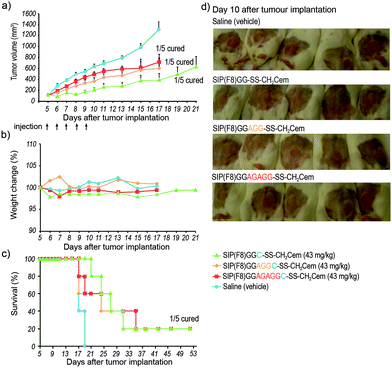 Therapeutic efficacy of ADC variants in a syngeneic murine lymphoma model. (a) Immunocompetent female BALB/c mice bearing subcutaneous A20 reticulum cell sarcoma cells were treated intravenously with 43 mg kg−1 of SIP(F8)GGC-CH2Cem, SIP(F8)GGAGGC-CH2Cem and SIP(F8)GGAGAGGC-CH2Cem or saline (5 mice per group). Treatment was performed daily for a period of 5 days (arrows). Therapy was initiated when tumors reached a size of 80–120 mm3. Data represents mean tumor volumes (±standard error). Tumor growth curves were stopped when the tumors reached a size of 1500 mm3. (b) Body weight variations of the mice during and after therapy. No detectable weight loss was observed. (c) Survival curves of treatment and control groups; substantial prolongation for mice which received ADC treatment. One out of 5 mice in the therapy groups were cured. (d) Photos of mice 10 days after tumor implantation.