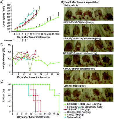 Therapeutic efficacy of SIP(F8)GGC-SS-CH2Cem in a syngeneic murine carcinoma model. (a) Immunocompetent female BALB/c mice bearing subcutaneous CT26 colon carcinoma cells were treated intravenously with 43 mg kg−1 of SIP(F8)GGC-CH2Cem, SIP(KSF)GGC-CH2Cem, SIP(F8)GGC, 0.75 mg kg−1 CemCH2-SH, Cem or saline (5 mice per group). Treatment was performed daily for a period of 5 days (arrows). Therapy was initiated when tumors reached a size of 80–120 mm3. Data represents mean tumor volumes (±standard error). Tumor growth curves were stopped when tumors reached a size of 800 mm3. (b) Body weight variations of the mice during and after therapy. No detectable weight loss was observed. (c) Survival curves of treatment and control groups; substantial prolongation for mice which received anti-EDA ADC treatment. Naked antibody, ADC against an irrelevant target, and the unconjugated drugs did not have a therapeutic benefit. *At day 24, 3 mice from the therapy group were sacrificed with tumor volumes between 300–400 mm3. (d) Photos of mice 9 days after tumor implantation.