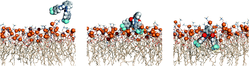 Passive diffusion of 5·Cl− along the POPC bilayer showing the interaction of 5 with the phospholipid heads with three sequential snapshots taken from a representative MD replicate (R1). The receptor and phosphorus atoms are drawn in space filling fashion with hydrogen atoms in white, oxygen atoms in red, nitrogen atoms in light blue and carbon atoms in grey (receptor) or wheat (phospholipids) colour. The van der Waals radius of P was arbitrarily set to 1.2 Å. The water slabs and the second monolayer of phospholipids were omitted for clarity.