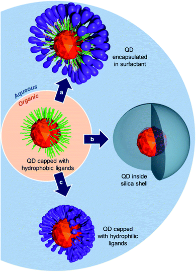 Schematic representation of different possible routes to transfer QDs from organic to aqueous medium.