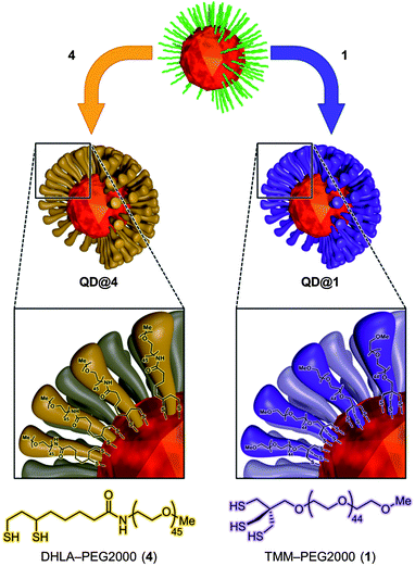 Schematic representation of ligand exchange and interaction with the crystal surface.