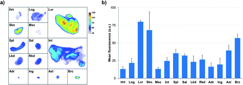 (a) Planar NIR fluorescence images of different organs of nude mice 24 h after injection of TMM–PEG2000-capped NIR-QDs and (b) quantification of the mean fluorescence adjusted by subtracting the autofluorescence of the same organs measured on a non-injected control mouse (Hrt = heart; Lng = lung; Lvr = liver; Skn = skin; Msc = muscle; Int = intestine; Spl = spleen; Sal = salivary gland; Lkd = left kidney; Rkd = right kidney; Adr = adrenal gland; Ing = inguinal lymph node; Axl = axillary lymph node; Brc = brachial lymph node).