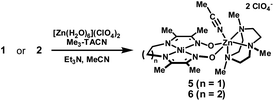 Preparation of [Ni(Medoen)Zn]2+ (5) and [Ni(Medopn)Zn]2+ (6).