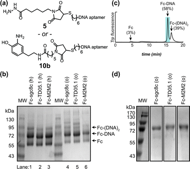 Construction of Fc–aptamer conjugates. Two different aptamers, sgc8c targeting PTK7 and TD05.1 targeting membrane-bound IgM, were attached to keto-Fc using the two approaches shown in Fig. 1. (a) Structure of hydrazide– and aminophenol–DNA oligonucleotides used for hydrazone formation and the oxidative coupling reaction, respectively. (b) SDS-PAGE analysis under non-reducing conditions showed the formation of Fc hybrids using either hydrazone formation (labeled as ‘h’, lanes 1–3) or oxidative coupling (‘o’, lanes 4–6). Single aptamer conjugates were the major products, along with lesser amounts of doubly labeled conjugates species. (c) Anion exchange-HPLC analysis of the crude Fc–TD05.1 adduct following the oxidative coupling reaction, indicating the relative quantities of Fc, Fc–DNA, and Fc–(DNA)2. The shaded fraction was collected for further use. (d) SDS-PAGE analysis (non-reducing) of the purified Fc–aptamer conjugates used for cell binding analysis.