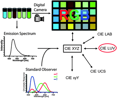 Depiction of color using spectral photometer or digital photography and their transformation into standardized CIE color spaces.