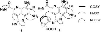 Key HMBC and COSY correlations for 1 and 2.