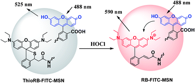 FRET based ratiometric imaging of HOCl with ThioRB-FITC-MSN via analyte triggered oxidative opening of the intramolecular spirothioether to give acceptor fluorophore.