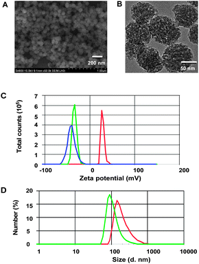 Physical properties of ThioRB-FITC-MSN. SEM (A) and TEM (B) images of the dual colored nanodosimeter before pegylation; (C) zeta potential of the nanodosimeter (1 mg ml−1) in water before (in red) and after pegylation (ThioRB-FITC-MSN, in green) as compared to ThioRB-FITC-MSN (1 mg ml−1) in water supplemented with NaOCl (100 μM) (in blue), and (D) diameter size of non-pegylated nanodosimeter (1 mg ml−1) (in green) and ThioRB-FITC-MSN (in red) in water as measured by dynamic light scattering.