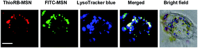 Intracellular distribution of ThioRB-FITC-MSN in L929 cells treated with NaOCl. Cells pre-loaded with LysoTracker Blue (1 μM) and ThioRB-FITC-MSN (25 μg ml−1) were incubated in PBS containing NaOCl (200 μM) for 10 min, and then probed using confocal fluorescence microscopy. Activated ThioRB fluorescence is shown in red, FITC signals are shown in green and those of LysoTracker Blue are shown in blue. The merging of the three signals is shown in white. Bars, 5 μm.