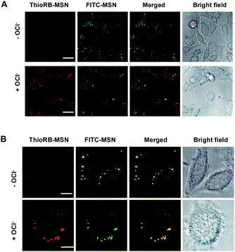 Imaging of lysosomal HOCl in L929 cells with ThioRB-FITC-MSN. Cells loaded with ThioRB-FITC-MSN (25 μg ml−1) were incubated in PBS spiked with or without NaOCl (200 μM) for 10 min. The cells were analyzed using confocal fluorescence microscopy. Merging of the fluorescence of activated ThioRB (shown in red) and FITC (in green) is shown in yellow. Bars: 20 μm for (A), and 10 μm for (B).