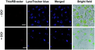 Detection of HOCl with ThioRB-ester. L929 cells were incubated with ThioRB-ester (10 μM). The cells were washed and then treated with or without NaOCl in PBS for 10 min, followed by supplementing with LysoTracker Blue (1 μM) in DMEM for 10 min. The cells were analyzed by confocal fluorescence microscopy. ThioRB-ester fluorescence is shown in red and that of LysoTracker Blue is shown in blue. Bars: 20 μm.