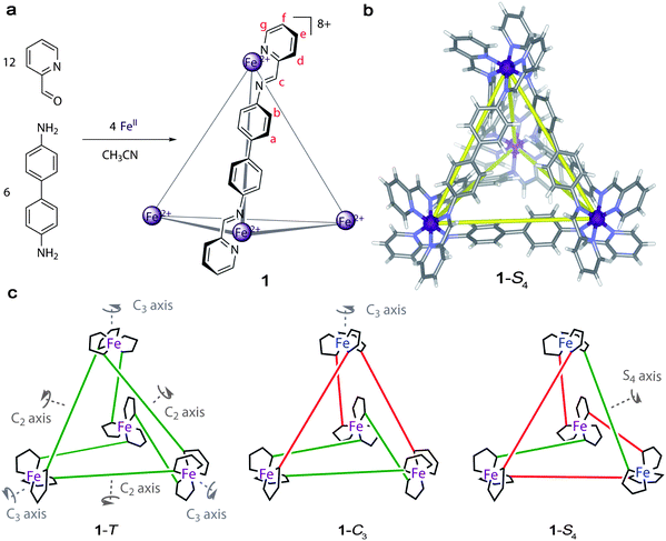 Self-assembly of the tetrahedral [Fe4L6]8+ cage complex, 1. (a) Six equivalents of 4,4′-diaminobiphenyl react with twelve equivalents of 2-formylpyridine and four equivalents of an iron(ii) salt in acetonitrile at 50 °C overnight to produce 1. Suitable iron(ii) salts include Fe(NTf2)2, Fe(OTf)2, Fe(ClO4)2·6H2O, Fe(PF6)2·6MeCN and Fe(BF4)2·6H2O producing [1]·8NTf2, [1]·8OTf·7H2O, [1]·8ClO4·12H2O, [1]·8PF6·3H2O and [1]·8BF4·3MeCN respectively in 80–90% yields after precipitation with diethyl ether and chromatography as appropriate. (b) Schematic view of the X-ray crystal structure of [1]·8NTf2·5MeCN·2H2O·Et2O. The complex crystallises as the S4 diastereomer (1-S4) with two Λ and two Δ metal centres. Average Fe–Fe distances are 12.5 Å and the calculated void volume is 65 Å3. (c) Schematic representation of the three diastereomers of 1. Purple and blue metal centres are of opposite stereochemical configuration, green lines represent anti-linkages between homochiral metal centres and red lines represent syn-linkages between heterochiral metal centers. 1-T has one magnetically equivalent environment per atom labelled in (a); 1-C3 has four such environments; 1-S4 has three such environments.