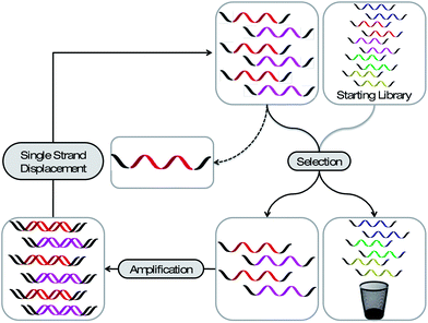 Schematic representation of the SELEX process. A library bearing up to 1015 different sequences is applied to a selection pressure. The strands with the desired property are partitioned from the less desired and amplified. After a single strand displacement step the enriched library can be employed to the next selection cycle. After several rounds the library is analysed for enriched sequences.