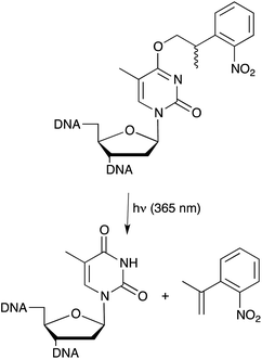 Light induced deprotection of NPP caged thymidine nucleobase for spatiotemporal control of aptamer function.