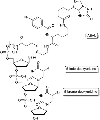 Cross-linking moieties employed in aptamers, enabling e.g. the target identification of cell-SELEX derived aptamers.