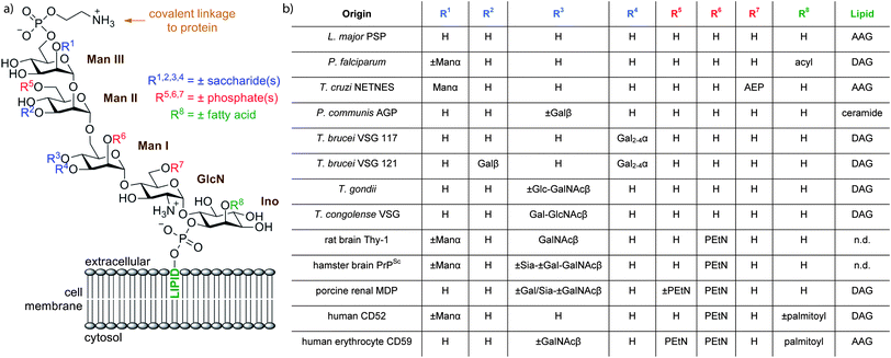 (a) The conserved core structure of GPIs and possible substituents. (b) Structural modifications of selected GPIs.15 PEtN = phosphoethanolamine; AEP = 2-aminoethylphosphonate; AAG = 1-alkyl-2-acylglycerol; DAG = diacylglycerol; AG = 1-alkyl-2-lysoglycerol; n.d. = not determined.