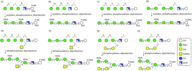 Synthetic strategies for the preparation of GPIs: (a) synthesis of CD52 GPI by the Guo group;9m (b) synthesis of P. falciparum GPI by the Fraser-Reid group;9h (c) synthesis of P. falciparum GPI by the Seeberger group;9k (d) synthesis of P. falciparum GPI by the Vishwakarma group;9p (e) synthesis of Thy-1 GPI by the Schmidt group;16 (f) synthesis of Thy-1 GPI by the Fraser-Reid group;9c,10n (g) synthesis of T. brucei GPI by the Ogawa group;9a (h) synthesis of a T. brucei GPI by the Ley group.9d,e