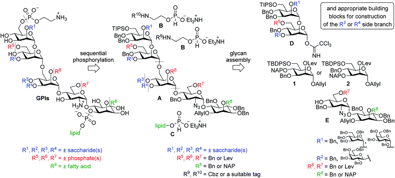 General retrosynthetic analysis of known GPI structures starting from interchangeable common building blocks. Monosaccharide units in the building blocks and intermediates are referred to by their position in the target GPI, e.g., mannose at the non-reducing end of D is referred to as ManIII.