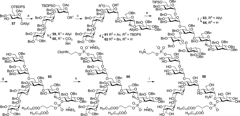 Synthesis of T. brucei VSG 117 GPI 56. Reagents and conditions: (a) 58, NIS, TMSOTf, DMF, 4 Å MS, PhMe–thiophene (3 : 1), 0 °C, sonication, 83%; (b) (i) [IrCOD(PPh2Me)2]PF6, H2, THF; (ii) HgCl2, HgO, H2O, acetone; (iii) Cl3CCN, DBU, DCM, 93%; (c) 5, TBSOTf, 4 Å MS, Et2O, 0 °C, 97%; (d) (i) NaOMe, MeOH, THF, 88%; (ii) NaH, BnBr, DMF, 92%; (iii) HF-pyridine, THF, 95% (e) 4, TBSOTf, 4 Å MS, Et2O, 0 °C, 70%; (f) (i) [IrCOD(PPh2Me)2]PF6, H2, THF (ii) HgCl2, HgO, H2O, acetone, 72%; (g) (i) 43, PivCl, pyridine; (ii) I2, H2O; (iii) Sc(OTf)3, MeCN, CHCl3, 72%; (h) (i) 7, PivCl, pyridine; (ii) I2, H2O, 78%; (i) H2, Pd/C, CHCl3–MeOH–H2O (3 : 3 : 1), 85%.